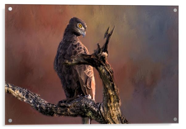 Eagle Acrylic by David Owen
