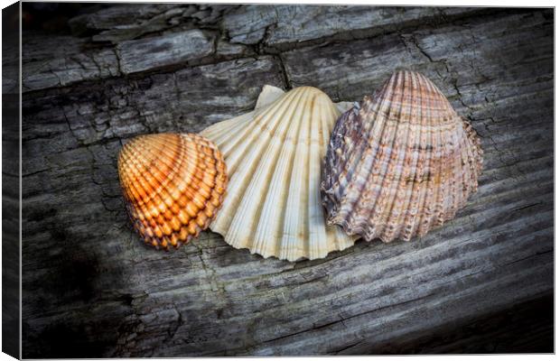 Sea Shells on Wood Canvas Print by David Hare