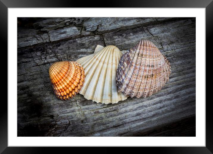 Sea Shells on Wood Framed Mounted Print by David Hare