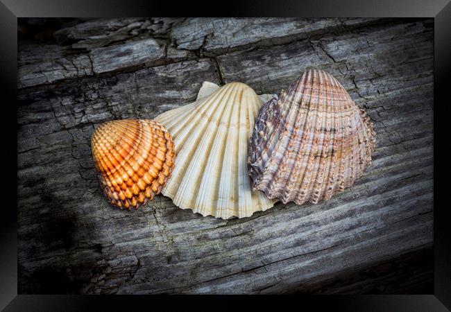 Sea Shells on Wood Framed Print by David Hare