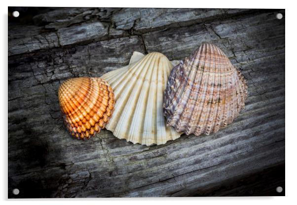 Sea Shells on Wood Acrylic by David Hare