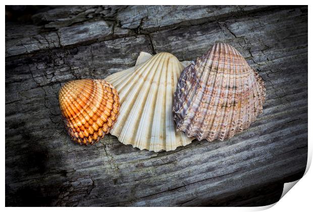 Sea Shells on Wood Print by David Hare