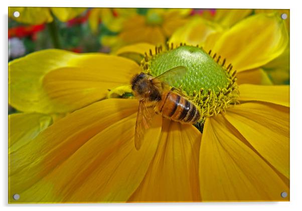 Honey Bee and Dahlia Acrylic by Bel Menpes