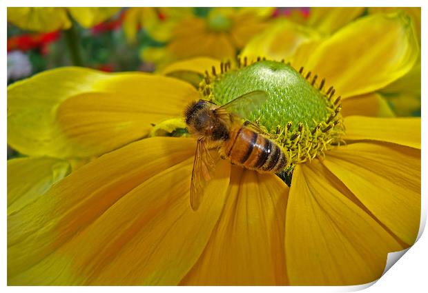 Honey Bee and Dahlia Print by Bel Menpes