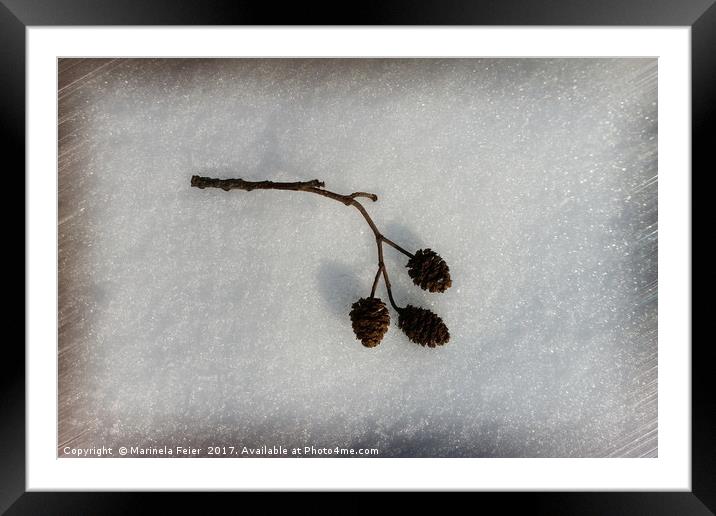 fallen on snow Framed Mounted Print by Marinela Feier