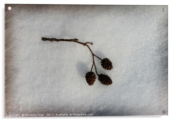 fallen on snow Acrylic by Marinela Feier