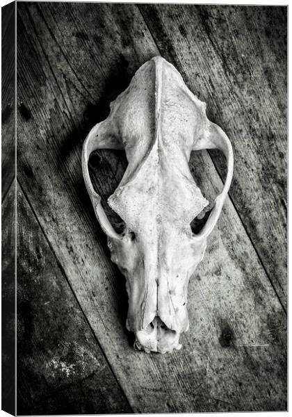 Skull on Wood Canvas Print by David Hare