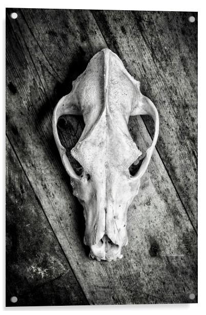 Skull on Wood Acrylic by David Hare