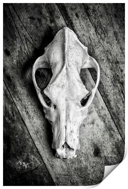 Skull on Wood Print by David Hare