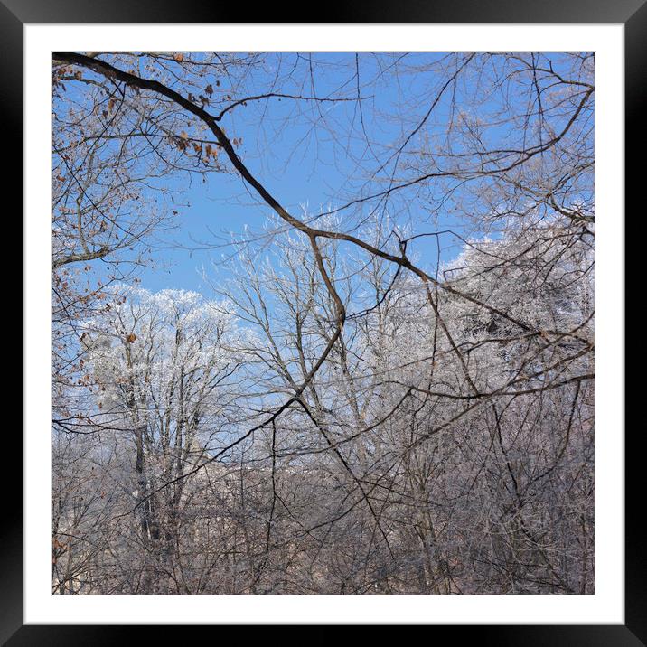 Snowy branches on blue sky Framed Mounted Print by Adrian Bud