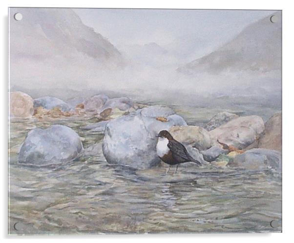 Dipper in the River, Watercolour, small sizes only Acrylic by Linda Lyon