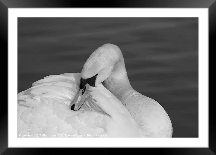 Swan Contemplation Mono Framed Mounted Print by Sally Lloyd