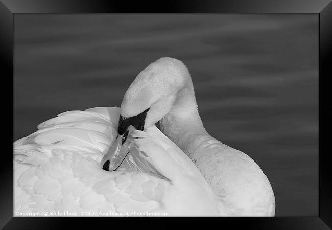 Swan Contemplation Mono Framed Print by Sally Lloyd