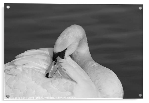 Swan Contemplation Mono Acrylic by Sally Lloyd
