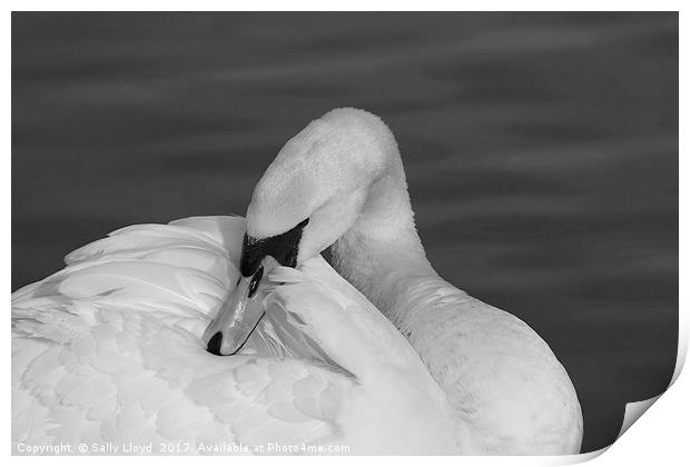 Swan Contemplation Mono Print by Sally Lloyd