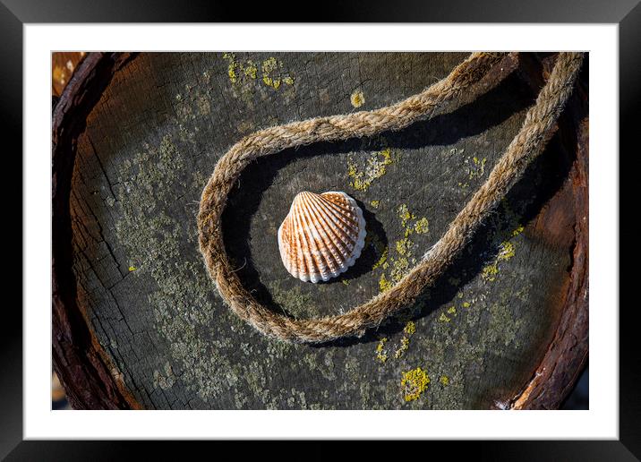Shell and Rope Framed Mounted Print by David Hare