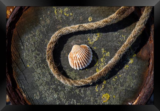 Shell and Rope Framed Print by David Hare