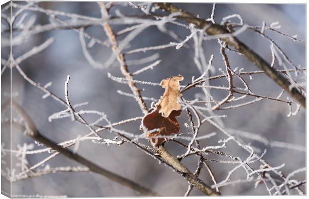 Leaves abandoned in the snowy branches Canvas Print by Adrian Bud