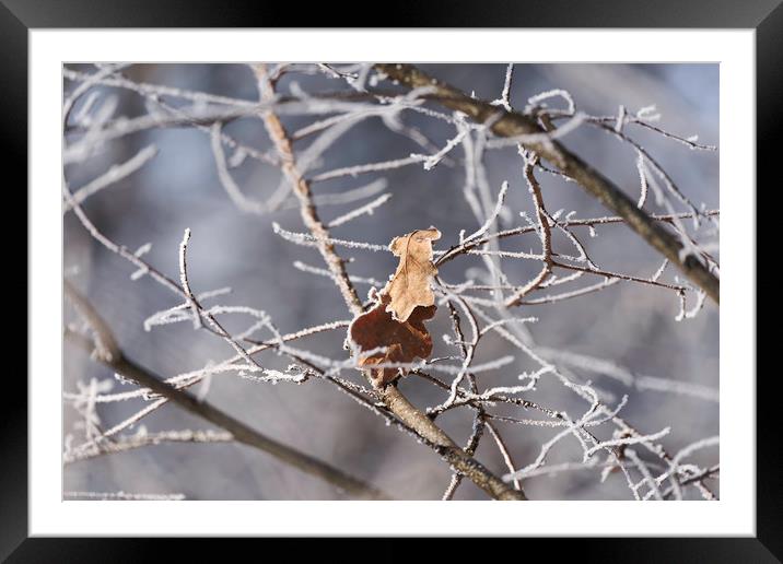 Leaves abandoned in the snowy branches Framed Mounted Print by Adrian Bud