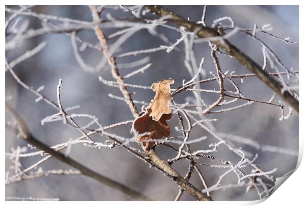 Leaves abandoned in the snowy branches Print by Adrian Bud