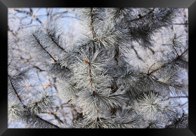 Snowy pine needles Framed Print by Adrian Bud