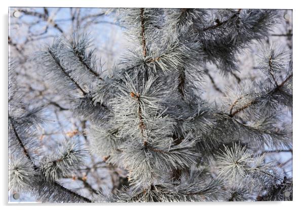 Snowy pine needles Acrylic by Adrian Bud