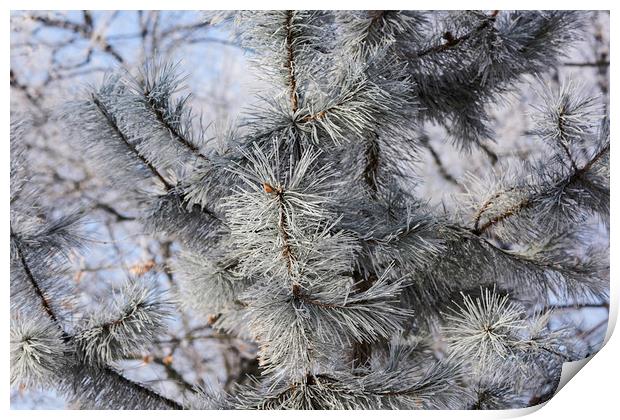 Snowy pine needles Print by Adrian Bud