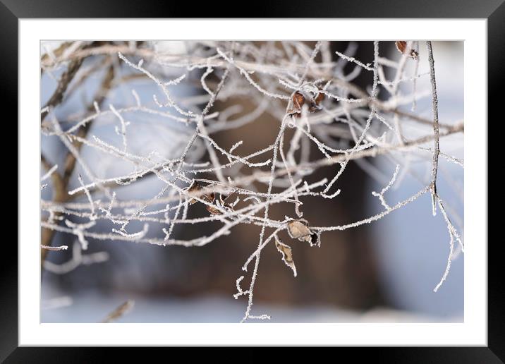 Leaves abandoned in the snowy branches 2 Framed Mounted Print by Adrian Bud