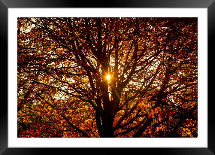 Autumn Light. Framed Mounted Print by David Hare