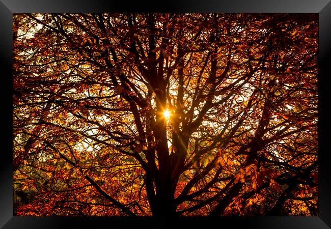 Autumn Light. Framed Print by David Hare