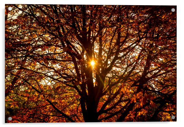 Autumn Light. Acrylic by David Hare