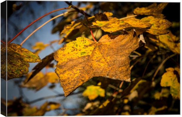 Autumn Leaves Canvas Print by David Hare