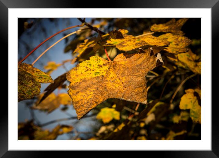 Autumn Leaves Framed Mounted Print by David Hare