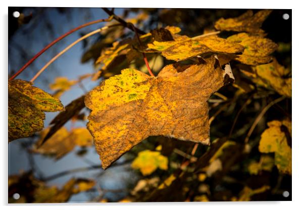 Autumn Leaves Acrylic by David Hare