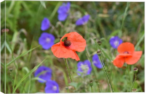 Pretty poppies Canvas Print by Piers Thompson