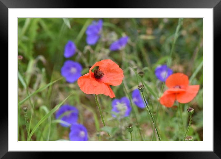 Pretty poppies Framed Mounted Print by Piers Thompson