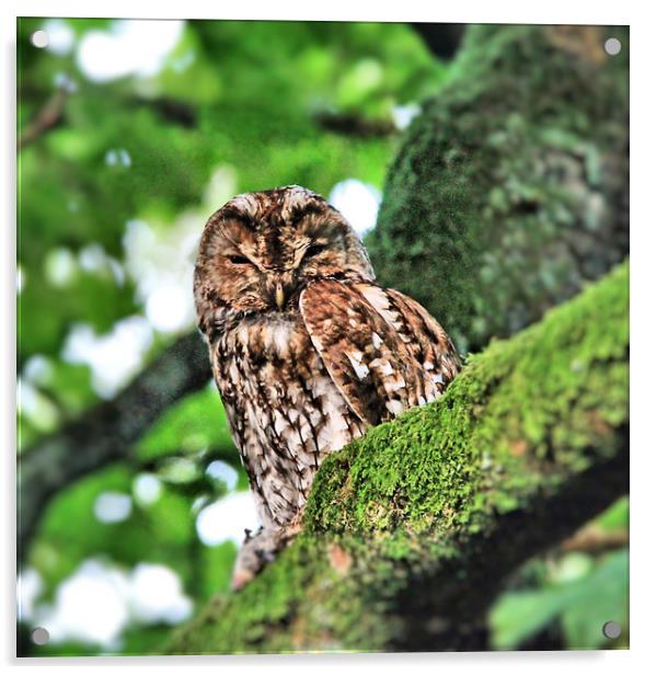 Tawny Owl Acrylic by Linda Lyon