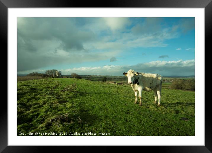 East Somerset Bullock  Framed Mounted Print by Rob Hawkins