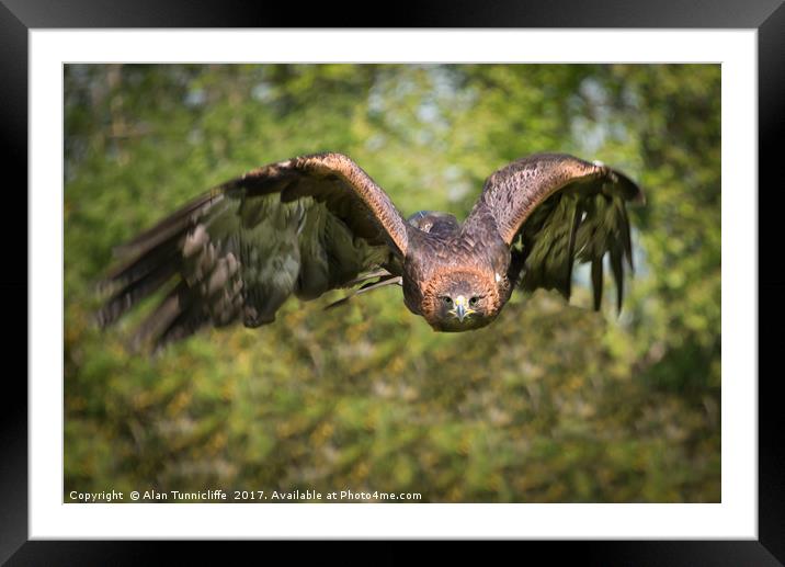 Golden eagle Framed Mounted Print by Alan Tunnicliffe