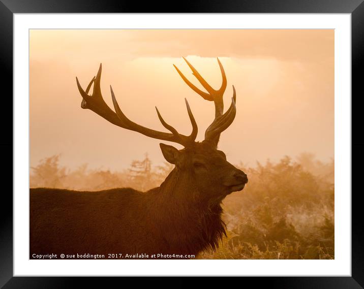 Stag at sunrise Framed Mounted Print by sue boddington