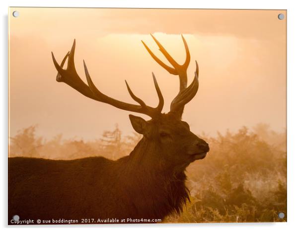 Stag at sunrise Acrylic by sue boddington