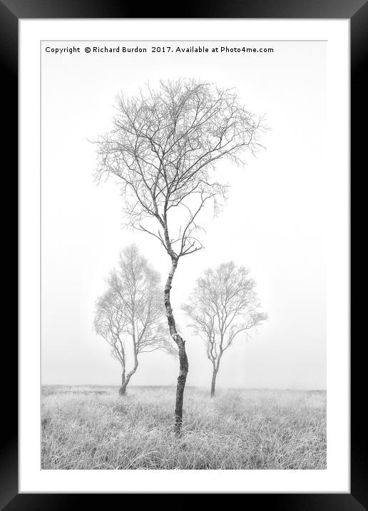 Three Trees Framed Mounted Print by Richard Burdon