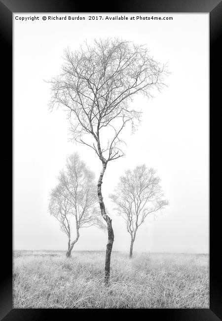 Three Trees Framed Print by Richard Burdon