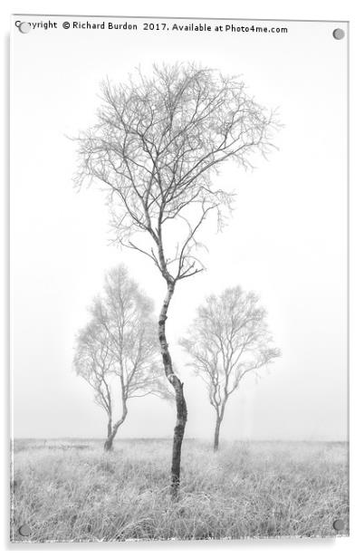 Three Trees Acrylic by Richard Burdon