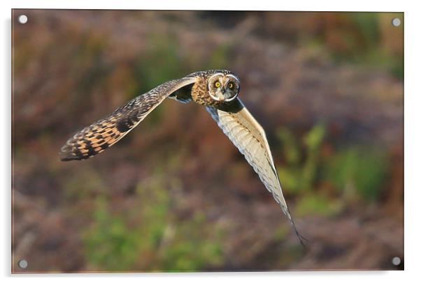 Short-eared Owl Acrylic by Linda Lyon