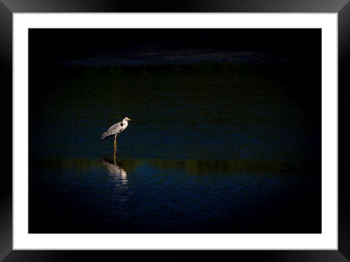 The Waiting Heron Framed Mounted Print by Hassan Najmy