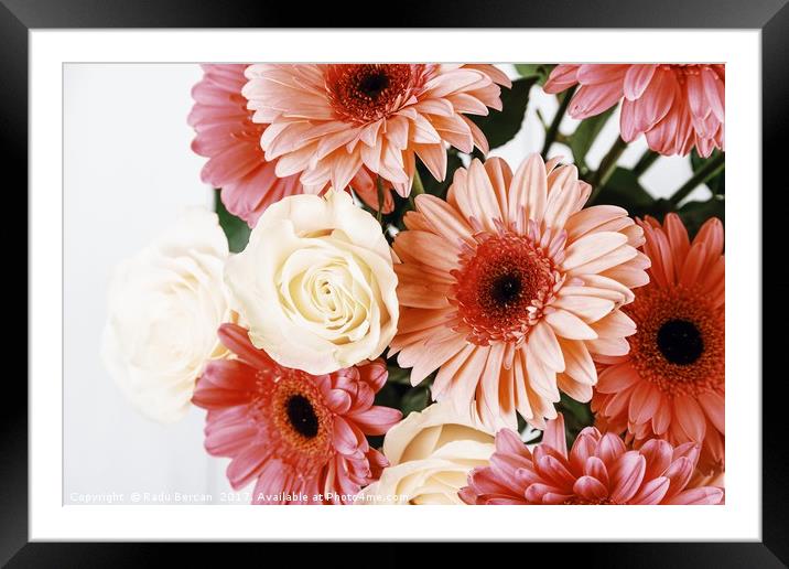 Pink Gerbera Daisy Flowers And White Roses Bouquet Framed Mounted Print by Radu Bercan
