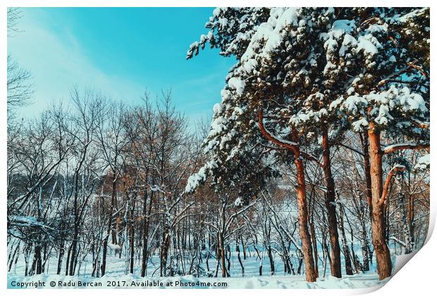 Forest Trees Covered With White Winter Snow Print by Radu Bercan
