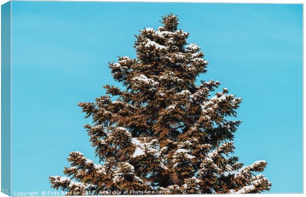 Pine Tree Covered In Winter Snow Canvas Print by Radu Bercan