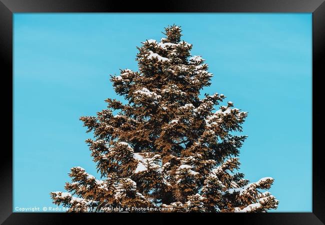 Pine Tree Covered In Winter Snow Framed Print by Radu Bercan
